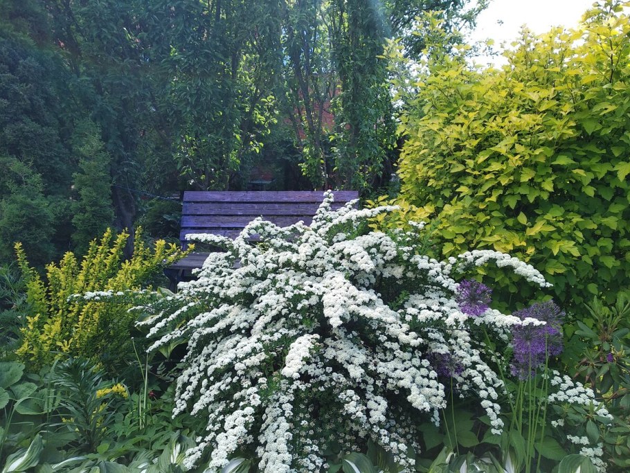 Гортензия Мэджикал Лаймлайт