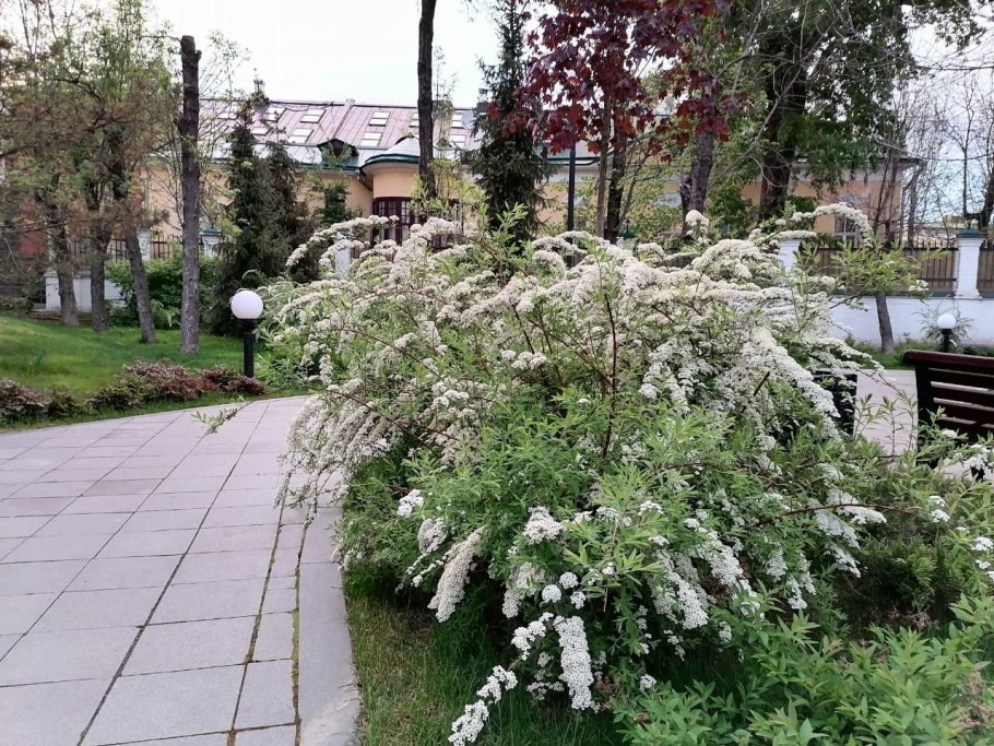 Жасмин чубушник изгородь