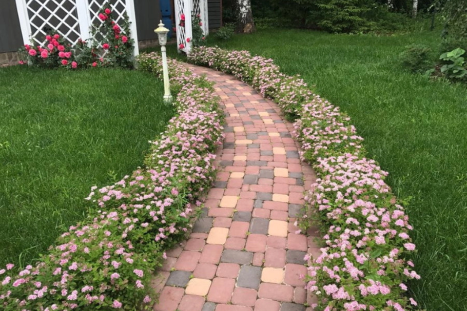 Спирея Вангутта Живая изгородь