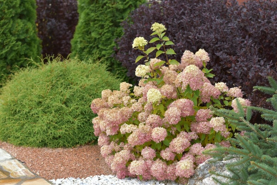 Гортензия Анабель Живая изгородь