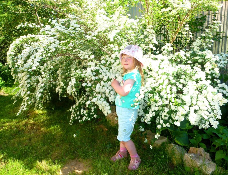 Туя Тунберга