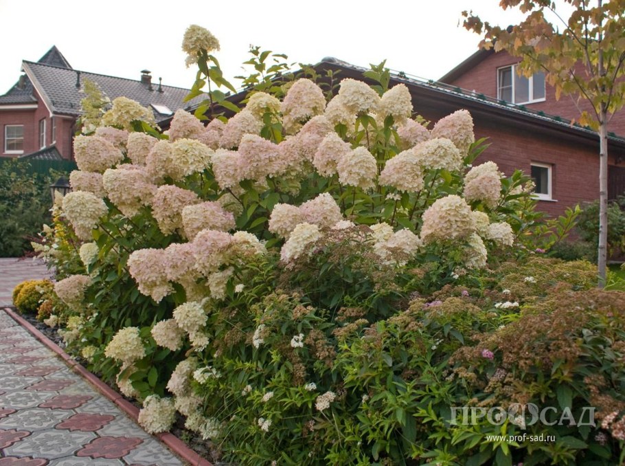 Калина бульденеж в ландшафтном