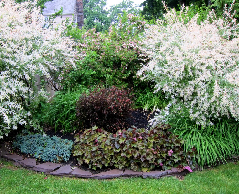 Спирея Грефшейм Барбарис гортензия