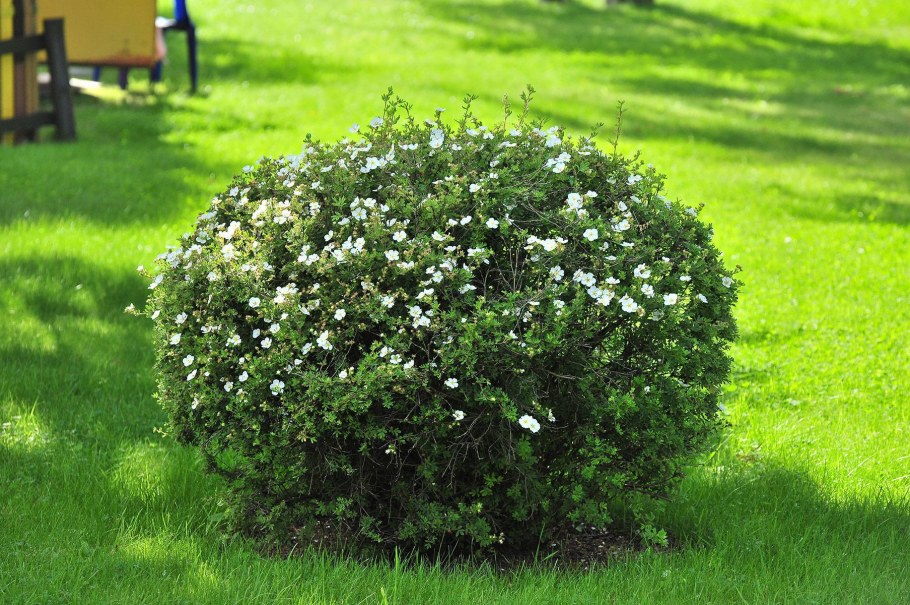 Спирея весной