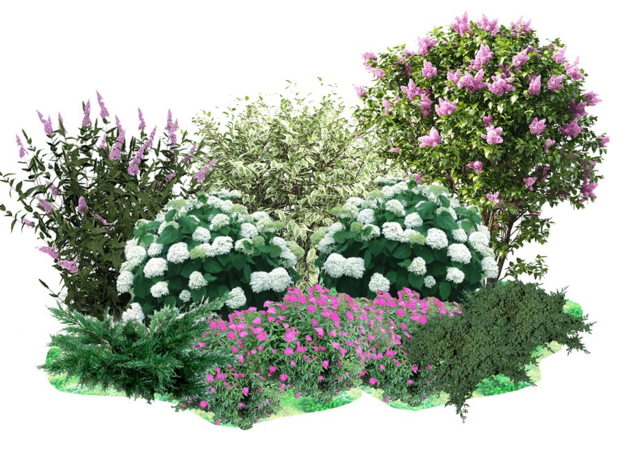 Гортензия и туя Даника