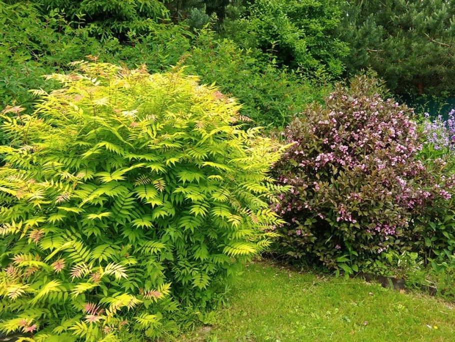 Спирея Вангутта Грефшейм