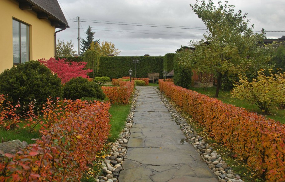 Лапчатка Абботсвуд в живой изгороди