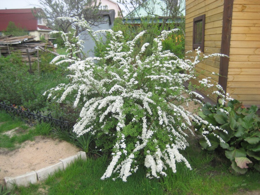 Спирея японская Вангутта