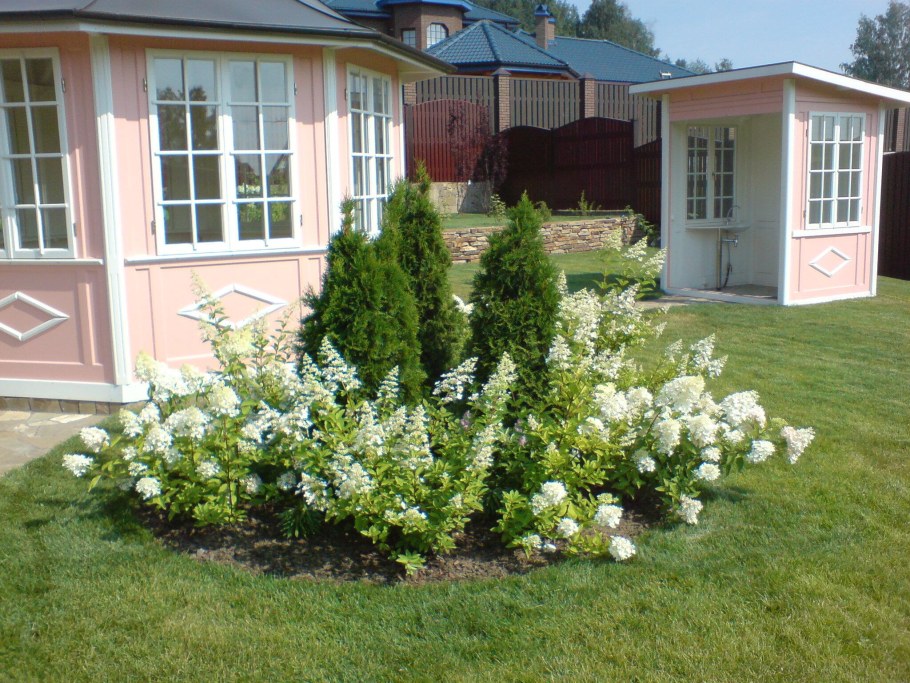 Спирея Грефшейм Солитер