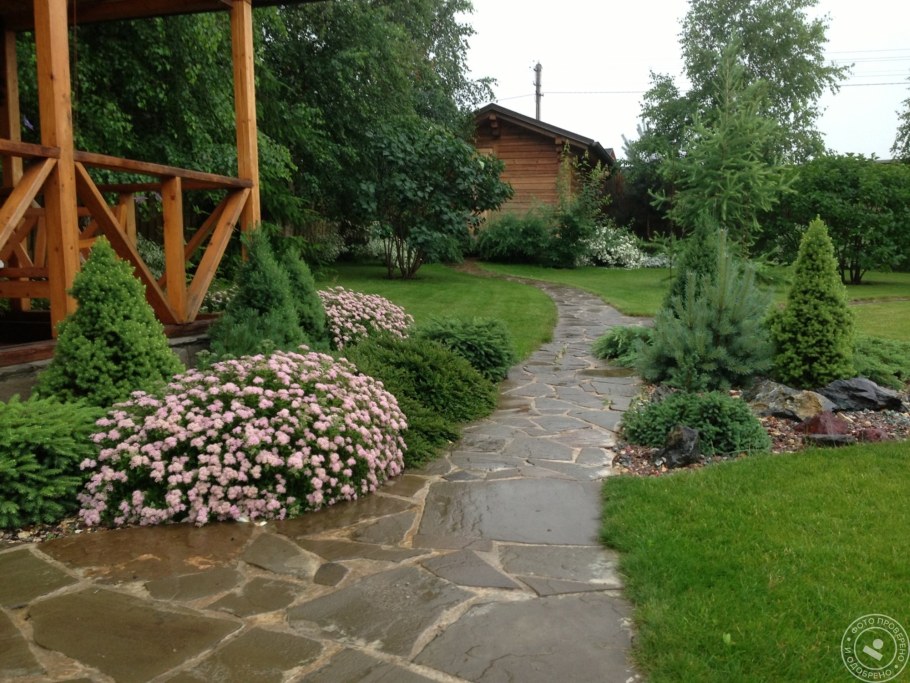 Спирея Грефшейм листья