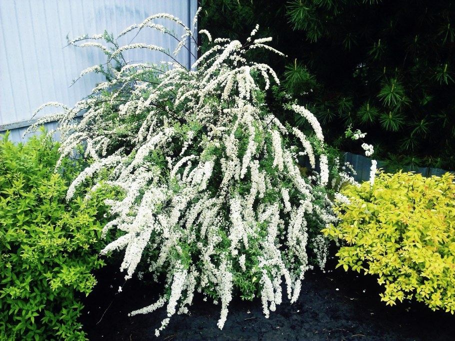 Барбарис, спирея, пузыреплодник