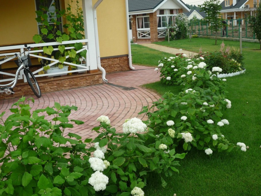 Барбарис Ауреа в ландшафтном