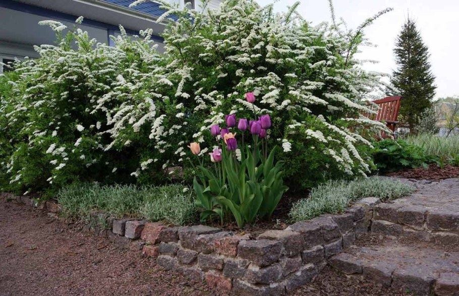 Дерен гортензия миндаль