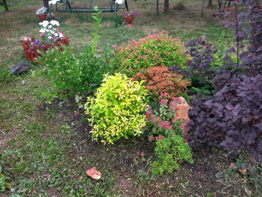 Альпийская горка с барбарисом Тунберга