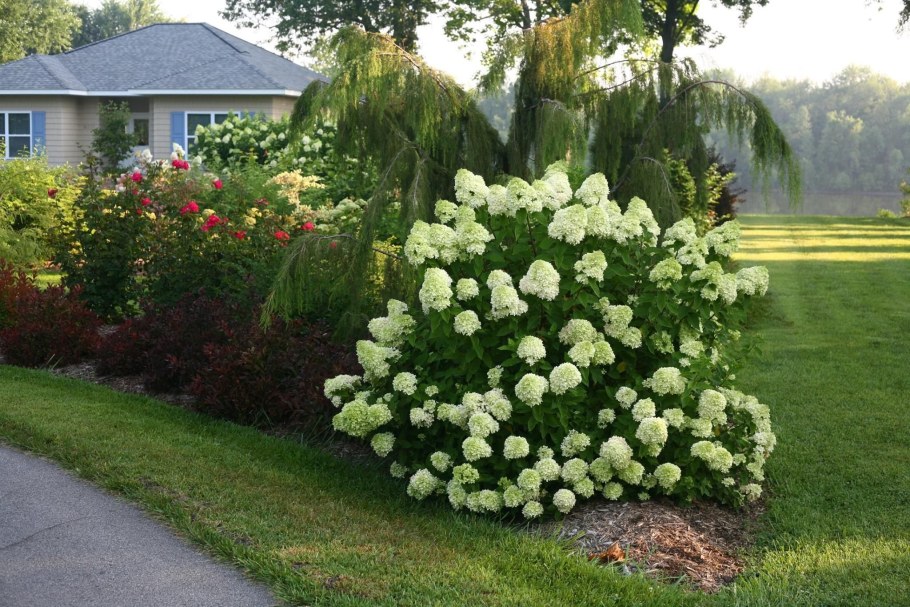 Спирея Ауреа