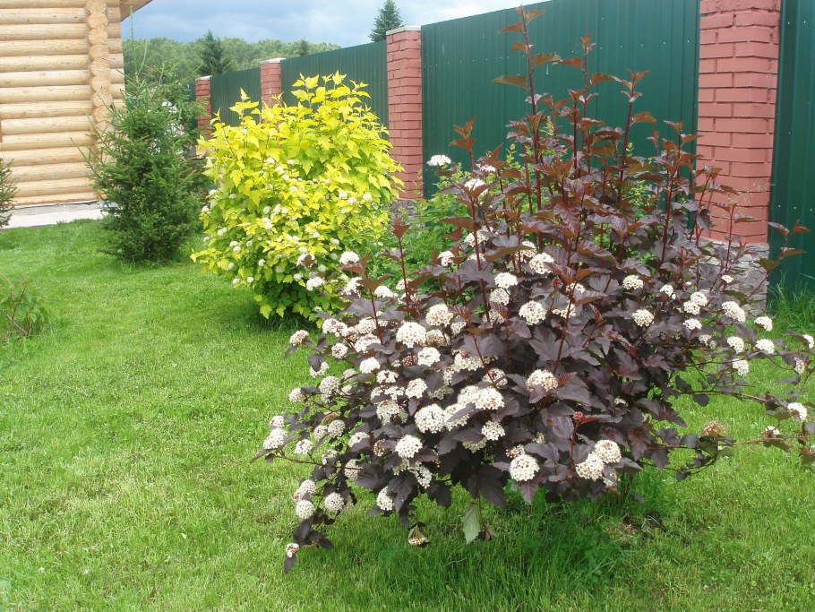 Спирея пепельная Грефшейм