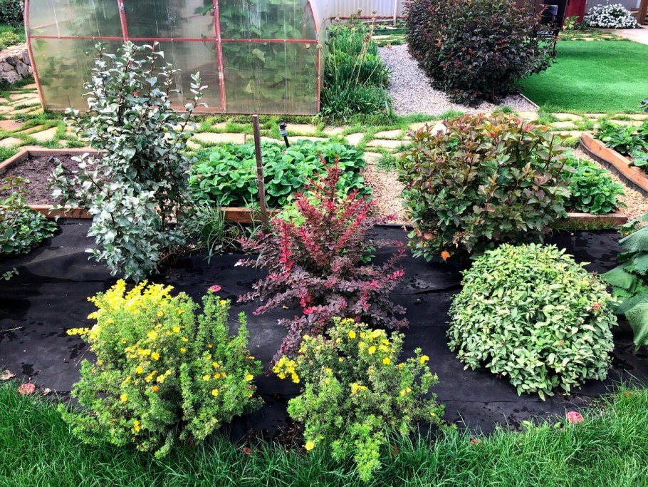 Клумба со спиреей Грефшейм