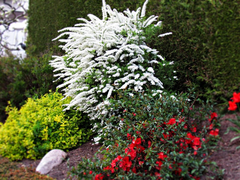 Пузыреплодник Дьяболо