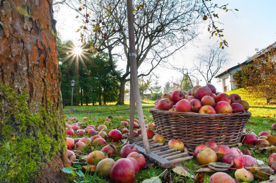 Осенний огород