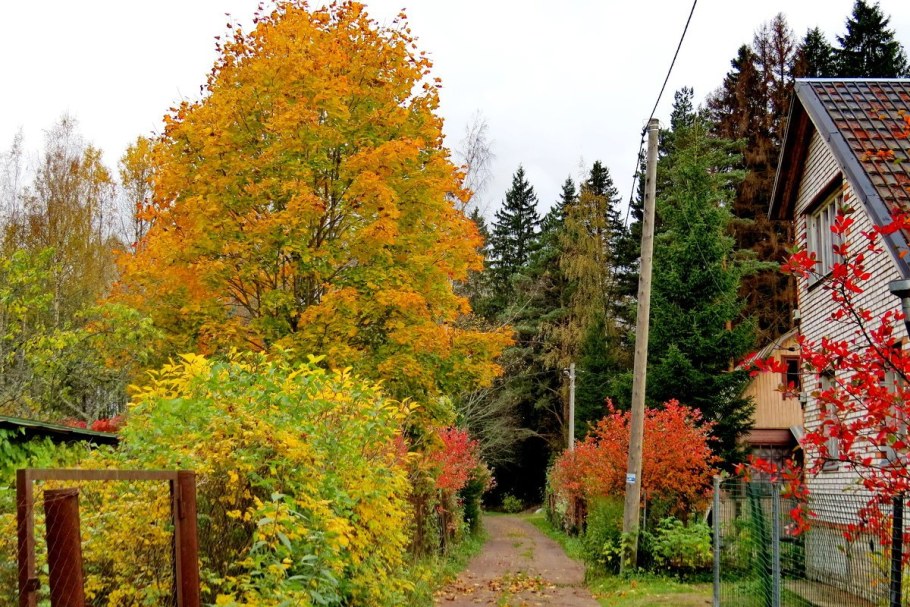 Осень на участке