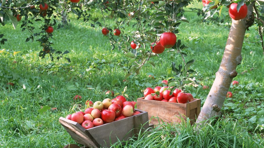 Яблоня Маяк Загорья