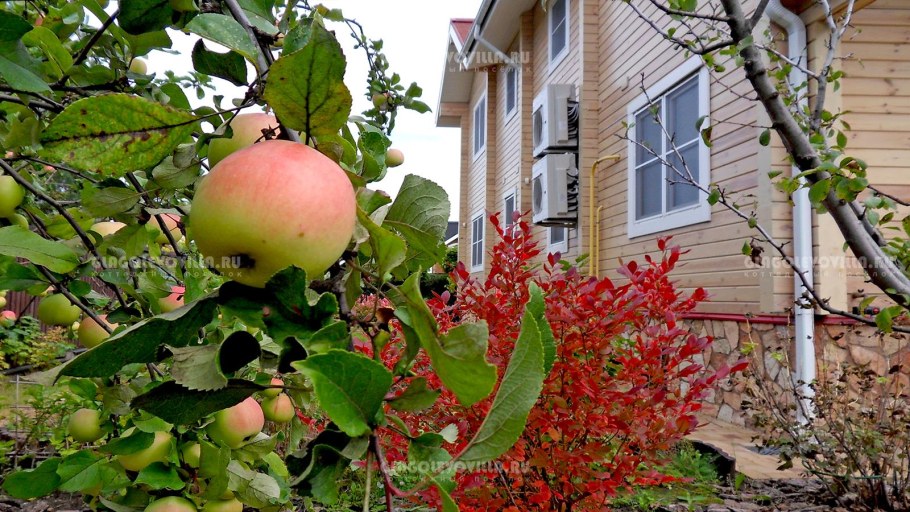 Дом с фруктовым садом