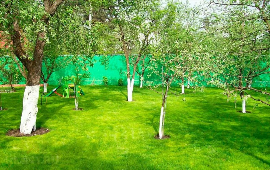 Фруктовый сад побелили деревья