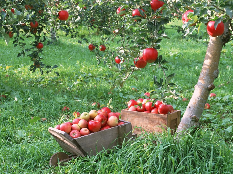 Планировка фруктового сада на 10 сотках