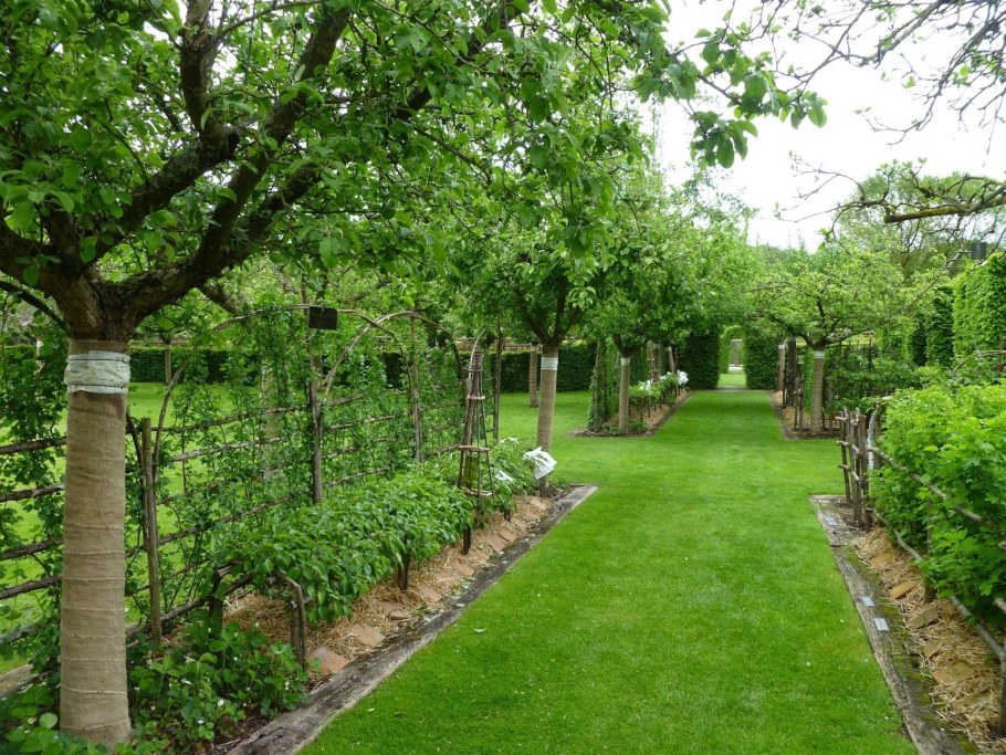 Плодовый сад кустарниковый