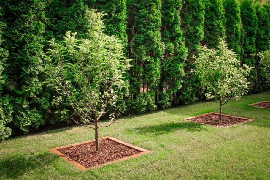 Мульчирование приствольного круга туи