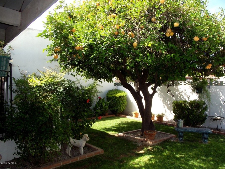 Сад из плодовых деревьев