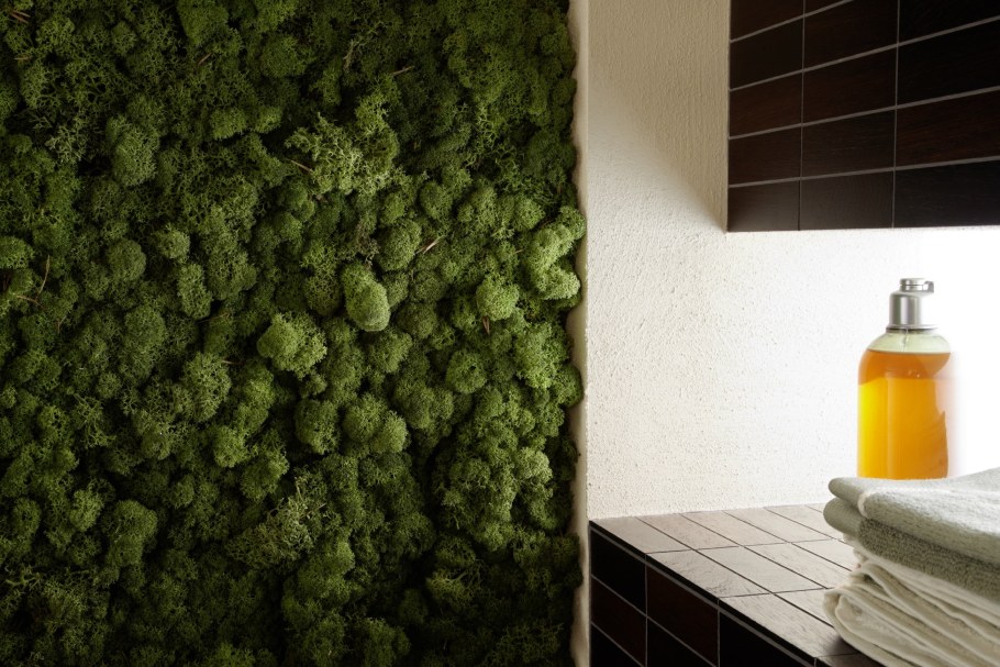 Ресепшн фитостена растение