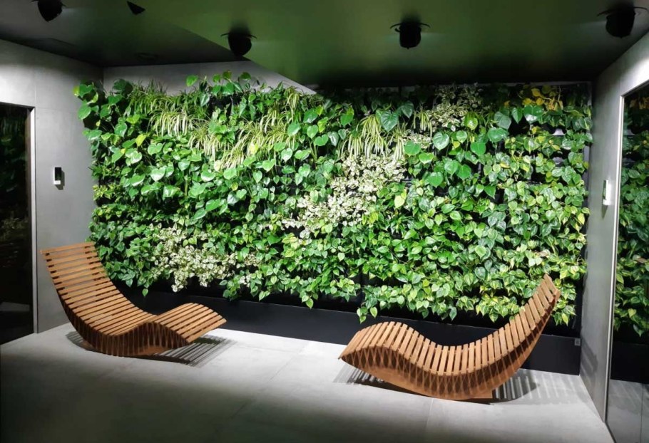 Фитостена мята