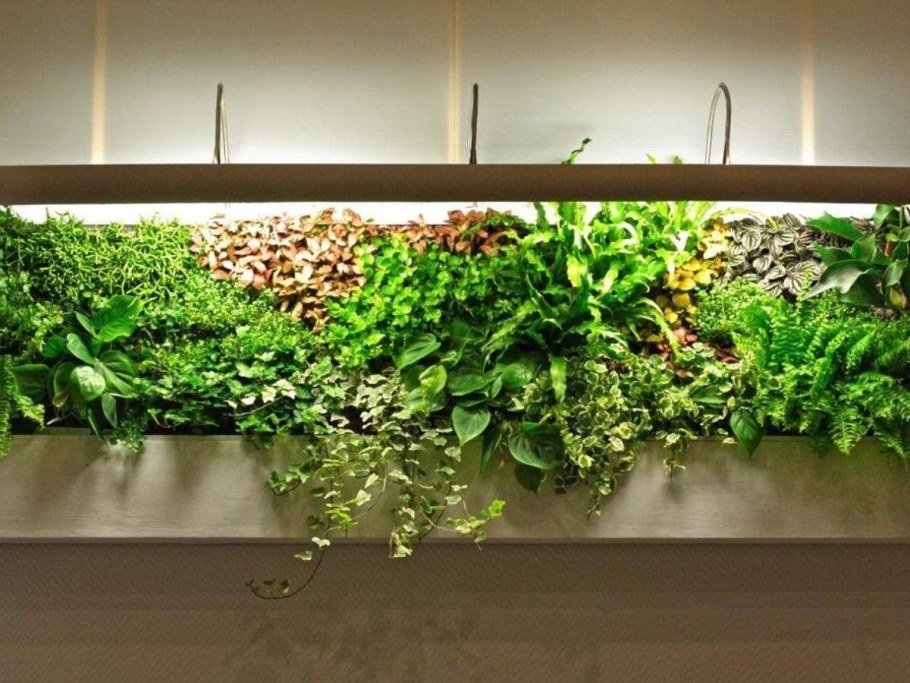 Озеленение потолка