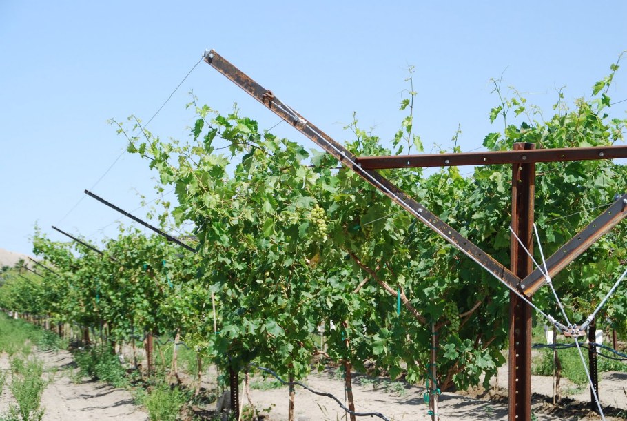 Двухплоскостная шпалера для винограда
