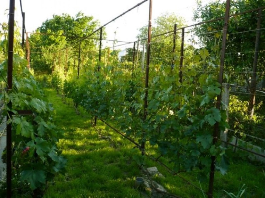 Шпалера для винограда 2 лозы