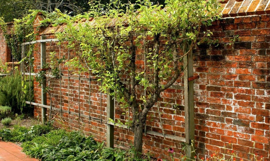 Шпалера для актинидии