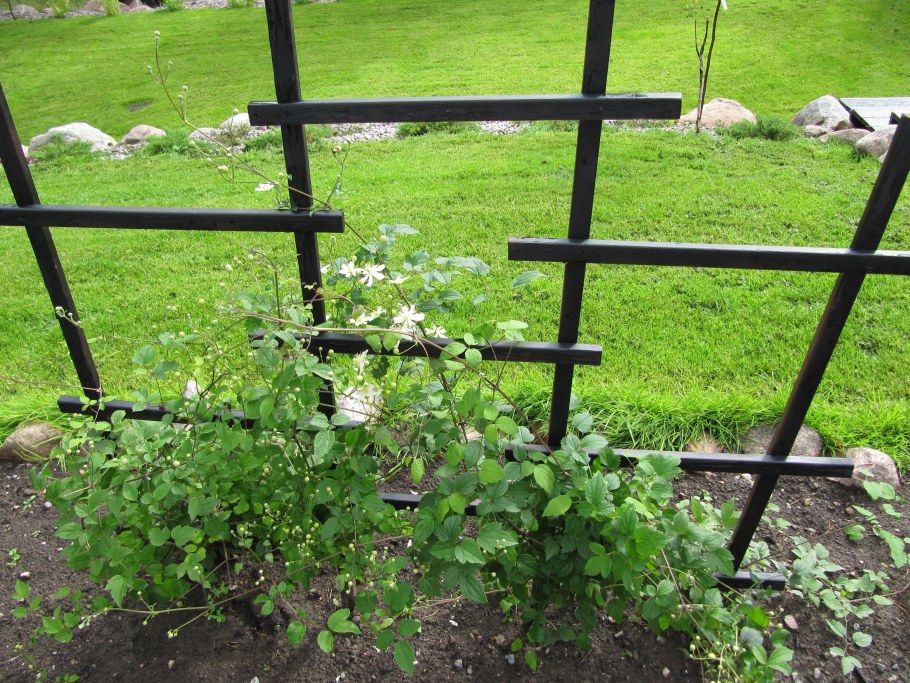 Ежевика на одноплоскостная шпалера