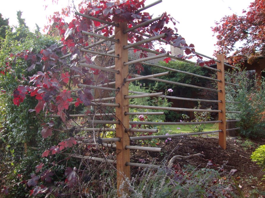 Шпалера актинидия клематис