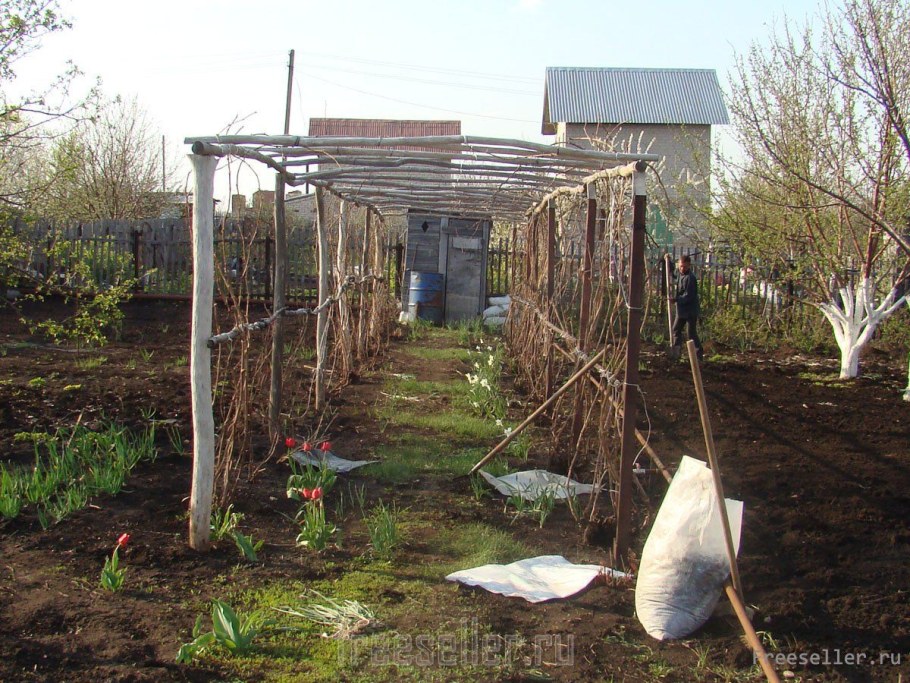 Шпалера для винограда из подручных материалов