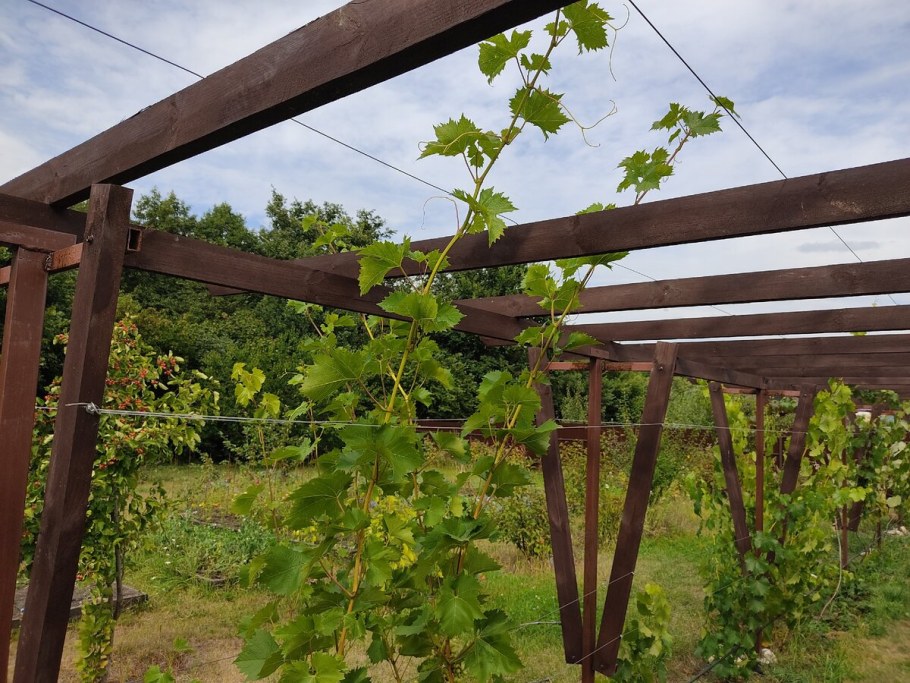 Одноплоскостная шпалера для винограда