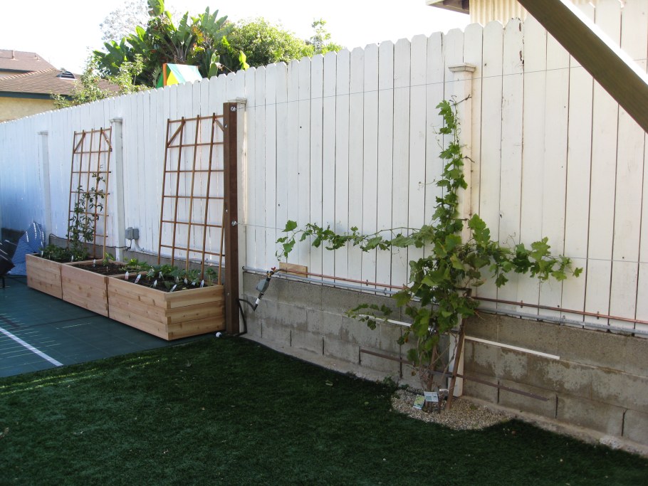 Шпалера винограда в доль забора