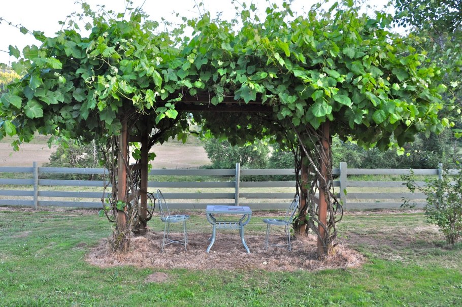 Пергола для актинидии