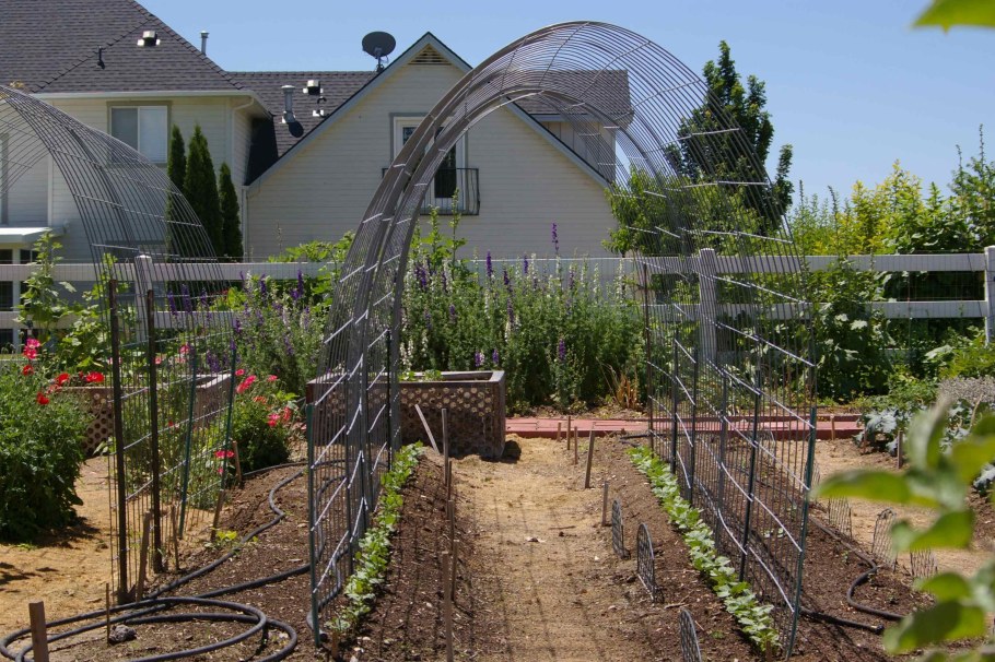 Арка для винограда