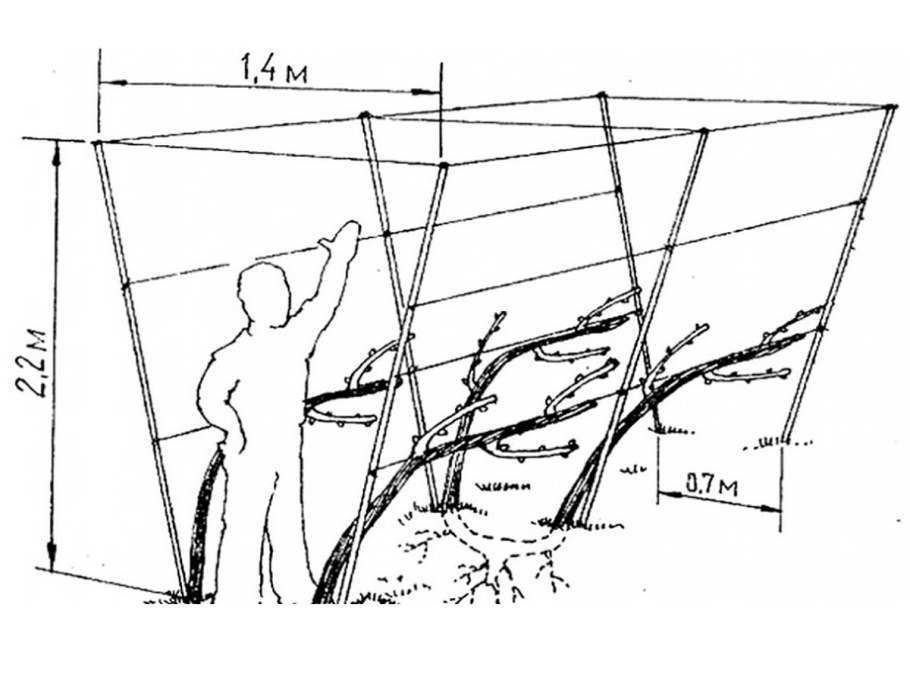 Схема одноплоскостной шпалеры для винограда