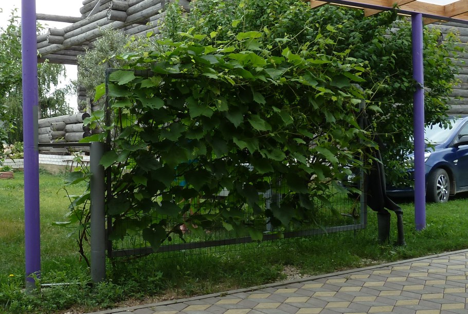 Виноград на опоре