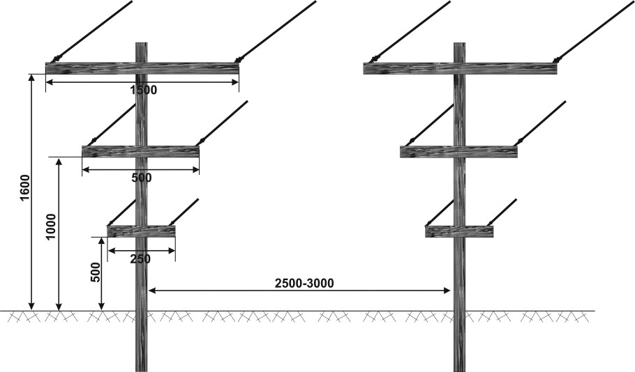 Схема двухплоскостной шпалеры для винограда
