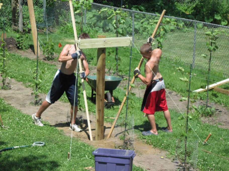 Приспособления для винограда на даче