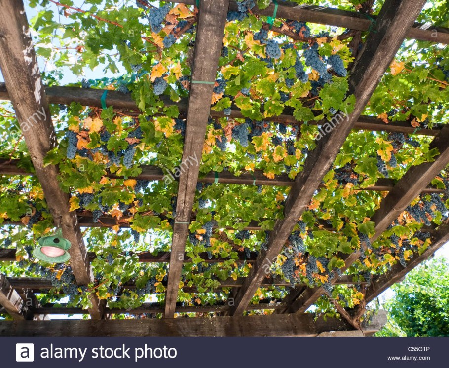 Калифорнийская беседка виноград