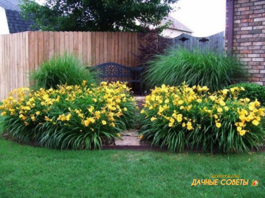 Клумба Хоста лилейник спирея